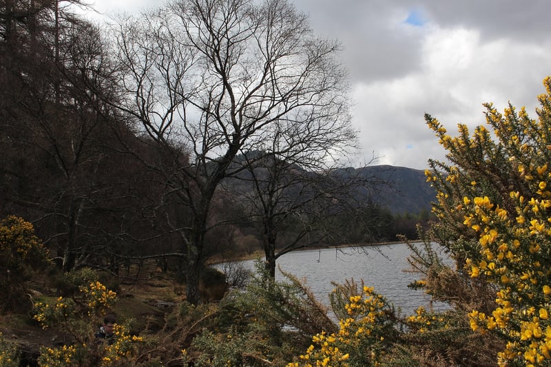 Glendalough Clearing
