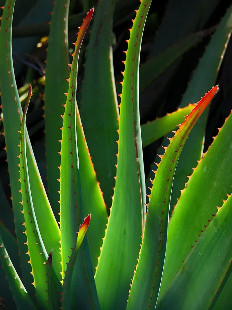 Succulent Plants